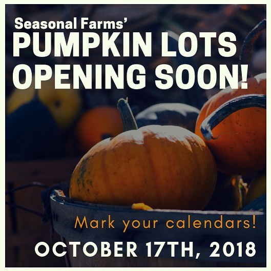 pumpkin lot in phoenix gilbert san tan valley is in n out burger open on christmas
